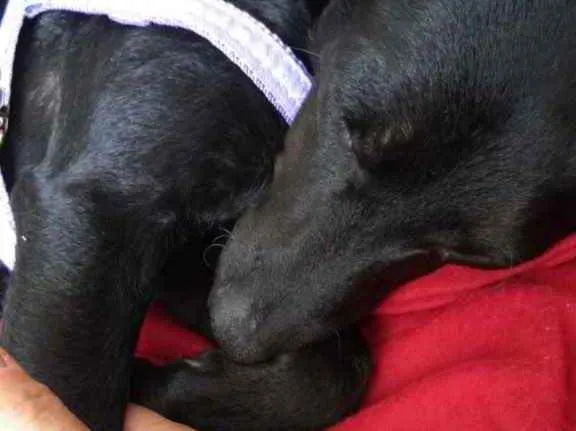 Cachorro ra a  idade 7 a 11 meses nome Não sei 