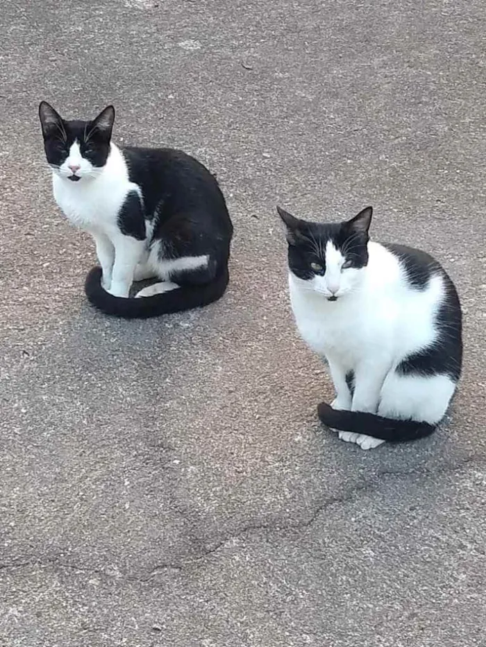 Gato ra a  idade 7 a 11 meses nome Não sei 