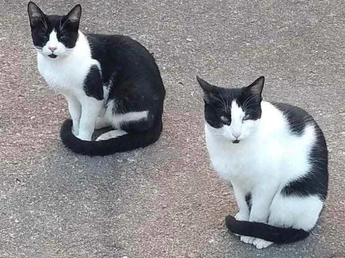 Gato ra a  idade 7 a 11 meses nome Não sei 