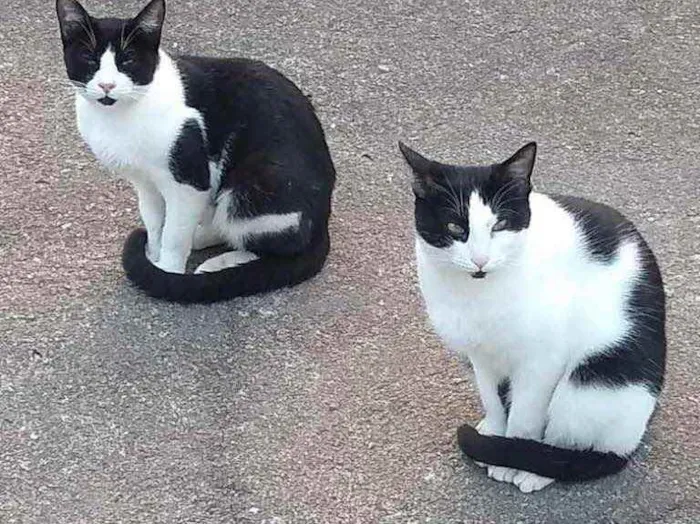 Gato ra a  idade 7 a 11 meses nome Não sei 