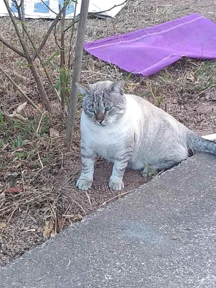 Gato ra a  idade 7 a 11 meses nome Nao sei 