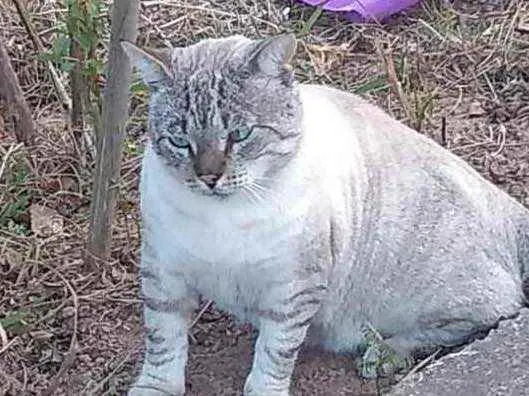Gato ra a  idade 7 a 11 meses nome Nao sei 