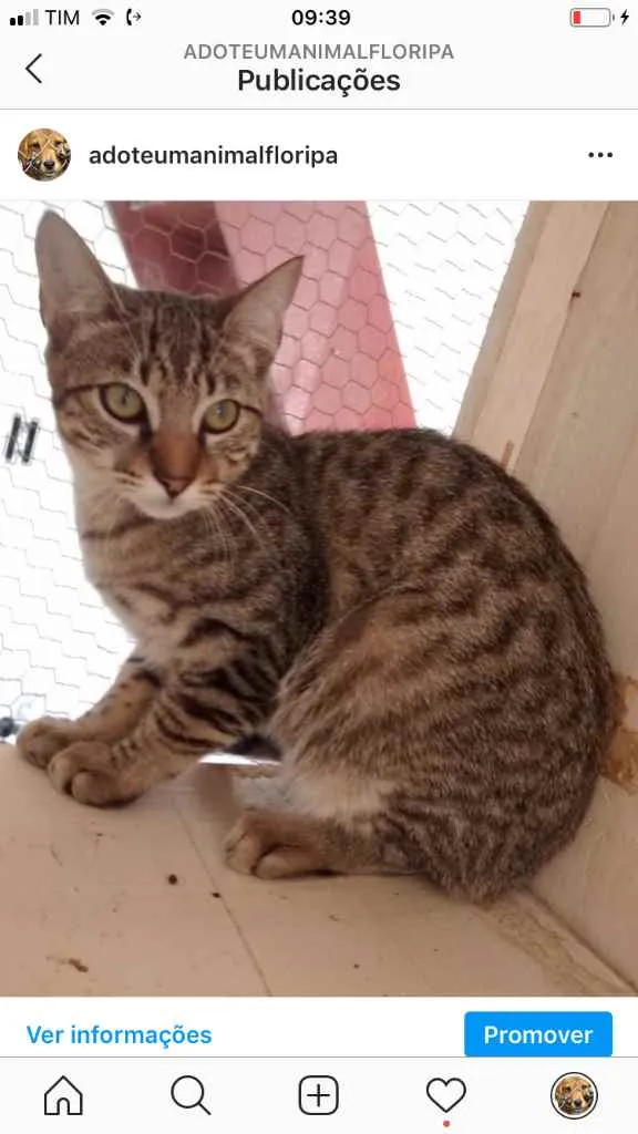 Gato ra a  idade 2 a 6 meses nome Não sei 