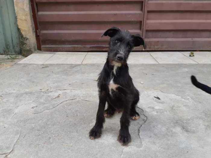 Cachorro raça SRD idade 2 a 6 meses nome Barthô 