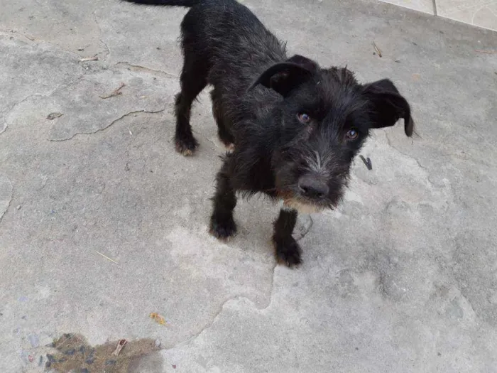 Cachorro raça SRD idade 2 a 6 meses nome Barthô 