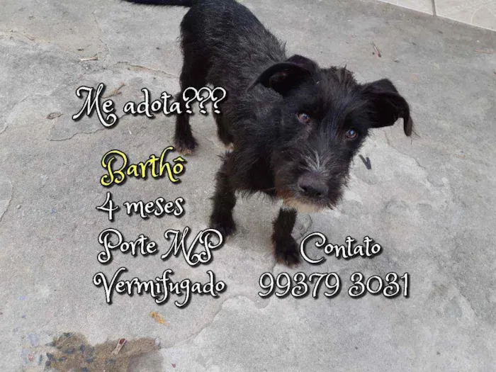 Cachorro raça SRD idade 2 a 6 meses nome Barthô 