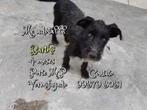 Cachorro raça SRD idade 2 a 6 meses nome Barthô 