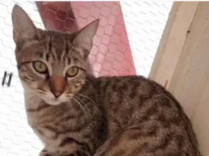 Gato raça  idade 2 a 6 meses nome Não sei 