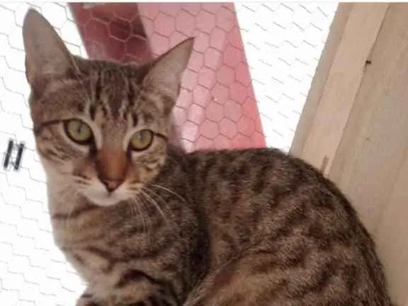Gato ra a  idade 2 a 6 meses nome Não sei 