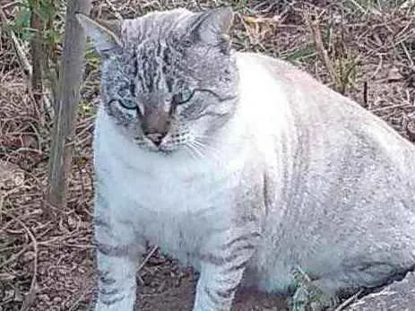 Gato ra a  idade 7 a 11 meses nome Nao sei 