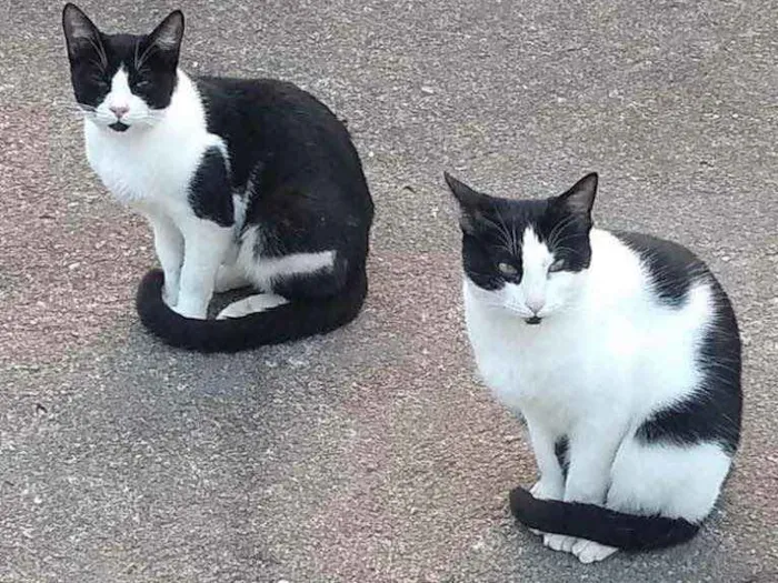 Gato ra a  idade 7 a 11 meses nome Não sei 