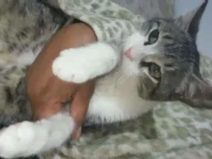 Gato raça Felino idade 2 a 6 meses nome Tigrinho
