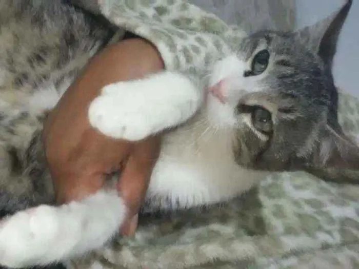 Gato ra a Felino idade 2 a 6 meses nome Tigrinho