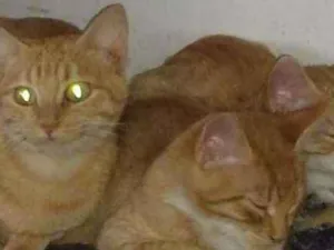 Gato raça Felino idade 2 a 6 meses nome Os ferrugens