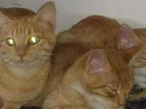 Gato ra a Felino idade 2 a 6 meses nome Os ferrugens