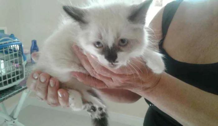 Gato ra a SRD idade 2 a 6 meses nome Lola