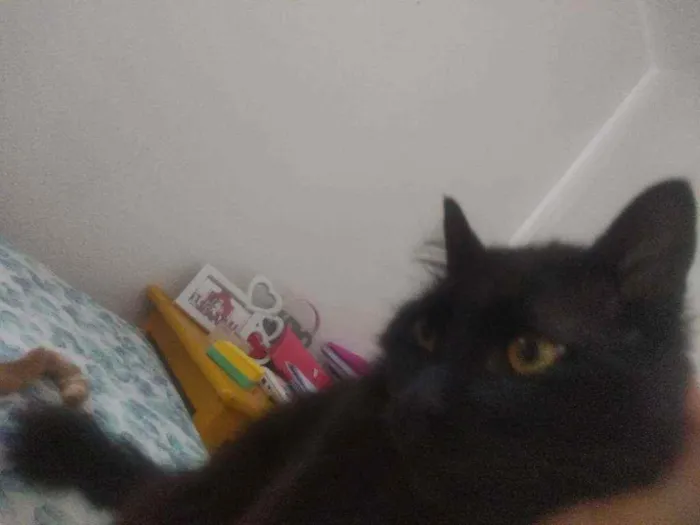 Gato ra a Sem raça  idade 1 ano nome Cafeína e Rita 