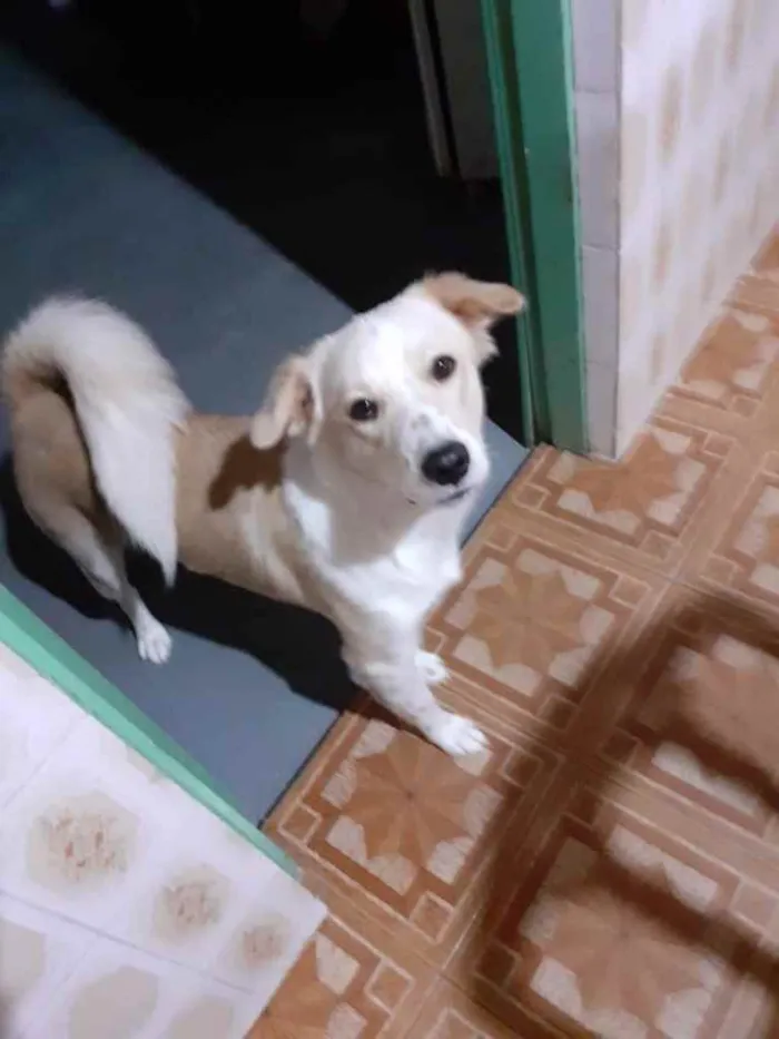 Cachorro ra a  idade 7 a 11 meses nome Layla 