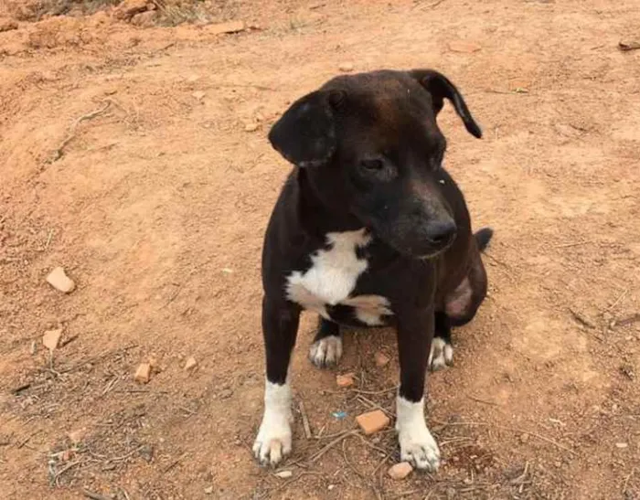 Cachorro ra a  idade 1 ano nome Maya