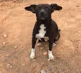 Maya