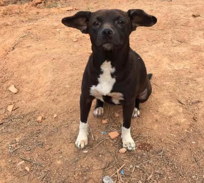 Cachorro ra a  idade 1 ano nome Maya