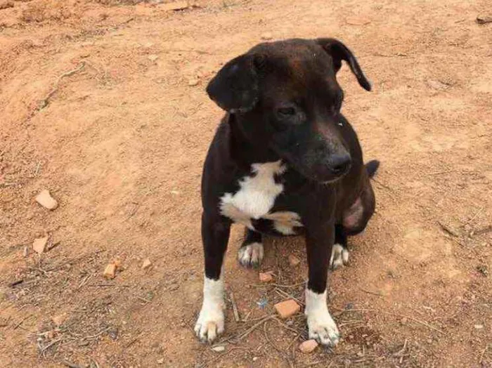 Cachorro ra a  idade 1 ano nome Maya