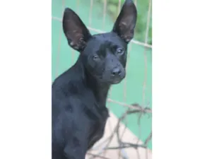 Cachorro raça  idade 1 ano nome DUDINHA PEQUENINA