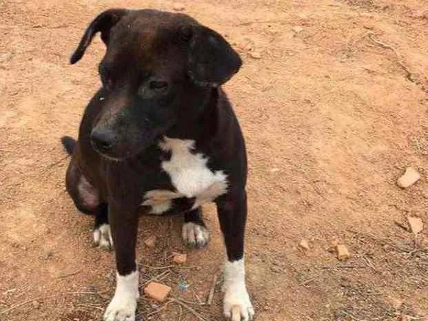 Cachorro ra a  idade 1 ano nome Maya