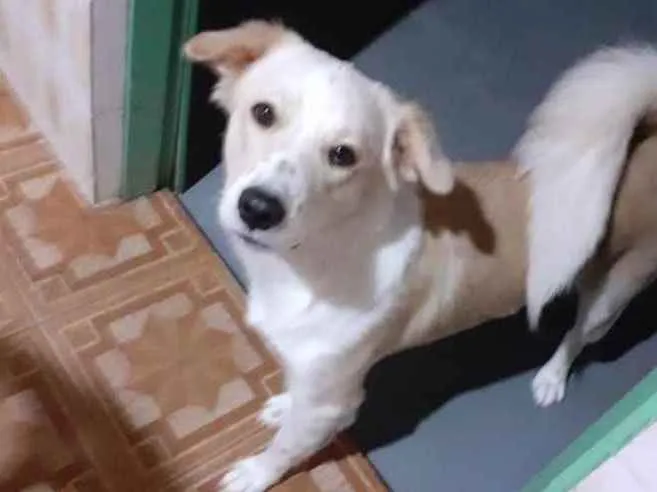 Cachorro ra a  idade 7 a 11 meses nome Layla 