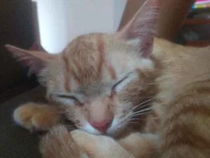 Gato raça Sem raça  idade 1 ano nome Cafeína e Rita 