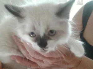 Gato raça SRD idade 2 a 6 meses nome Lola