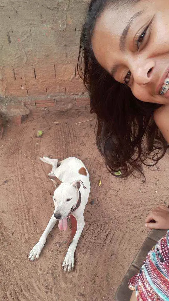 Cachorro ra a Pitbull com Vira lata  idade 2 anos nome Belinha