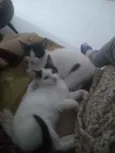 Não coloquei ainda