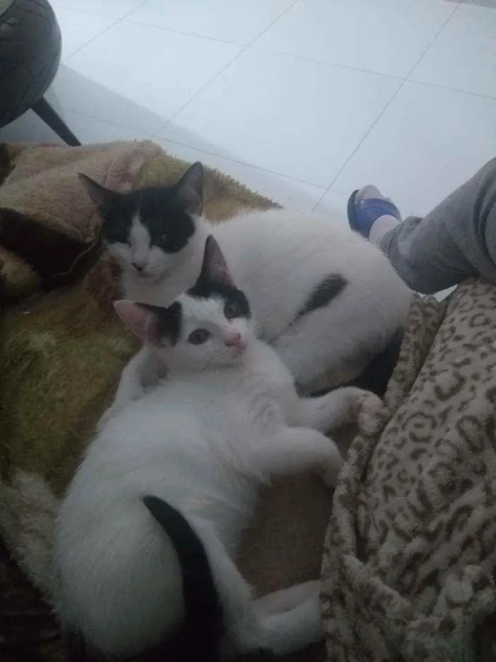 Gato ra a Não são de raça idade 2 a 6 meses nome Não coloquei ainda