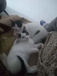 Não coloquei ainda