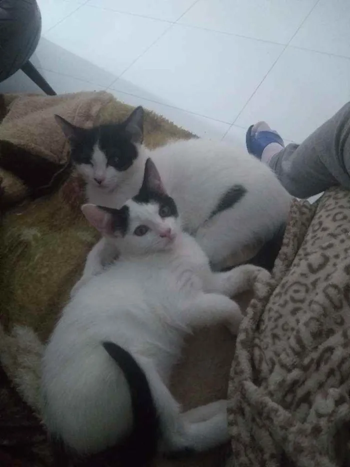 Gato ra a Não são de raça idade 2 a 6 meses nome Não coloquei ainda