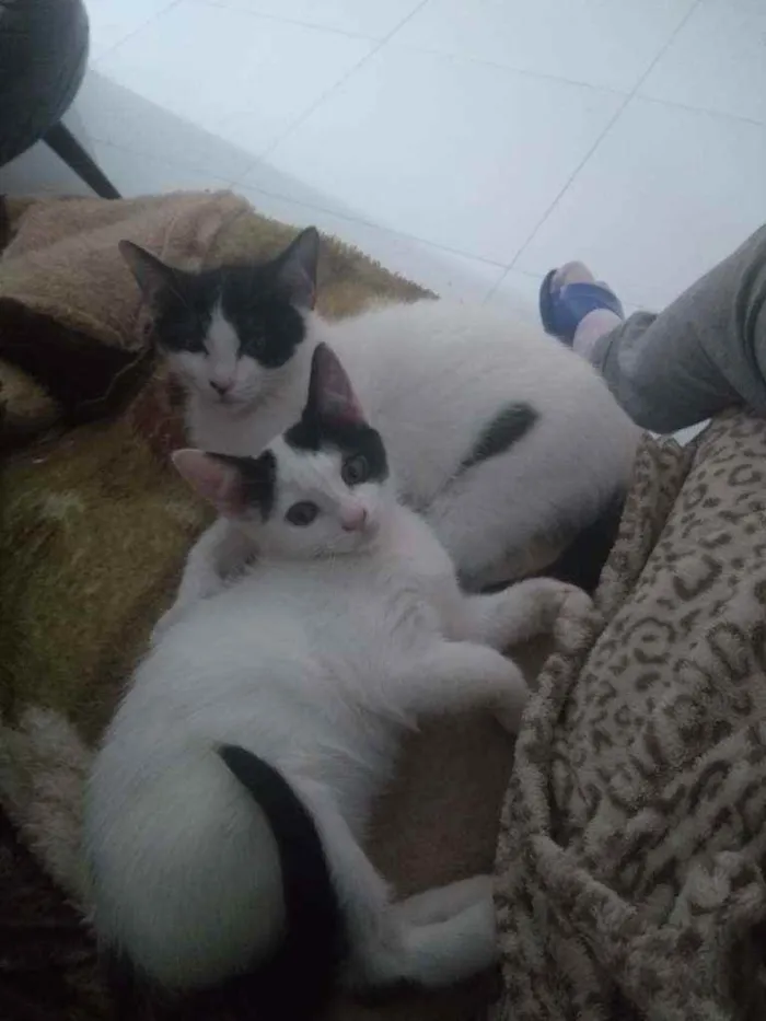 Gato ra a Não são de raça idade 2 a 6 meses nome Não coloquei ainda