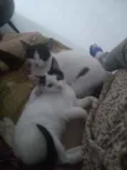 Não coloquei ainda