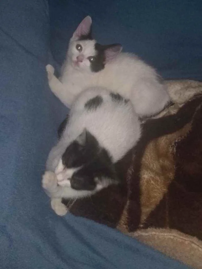Gato ra a Não são de raça idade 2 a 6 meses nome Não coloquei ainda