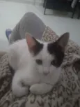 Não coloquei ainda