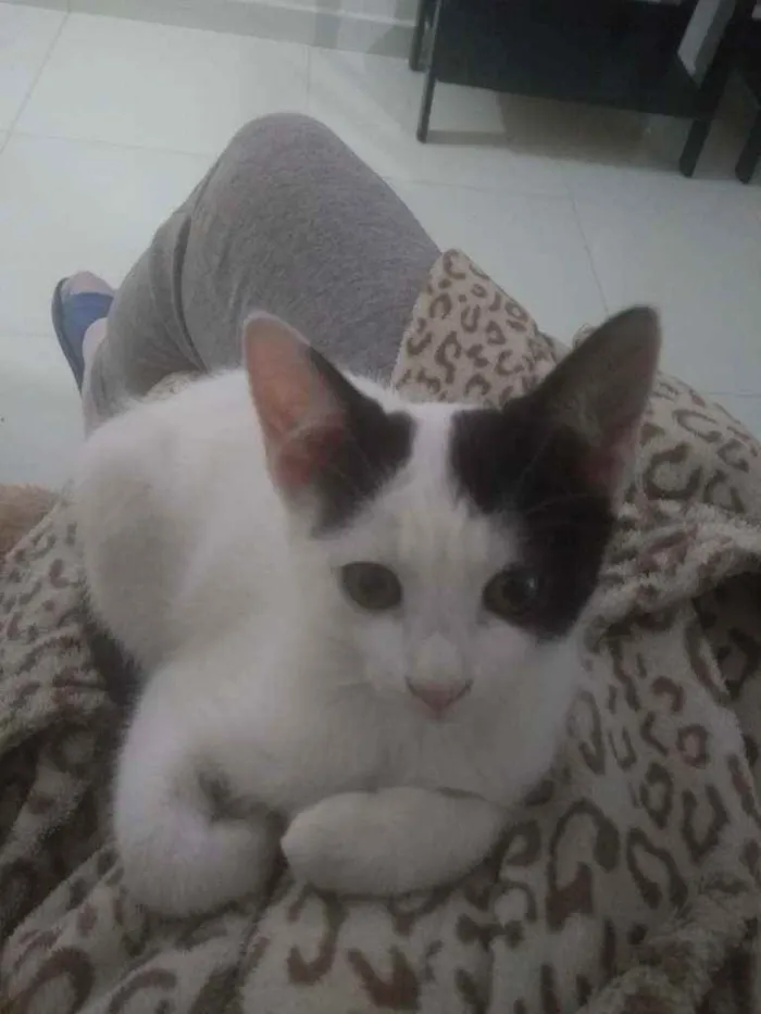 Gato ra a Não são de raça idade 2 a 6 meses nome Não coloquei ainda