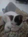 Não coloquei ainda