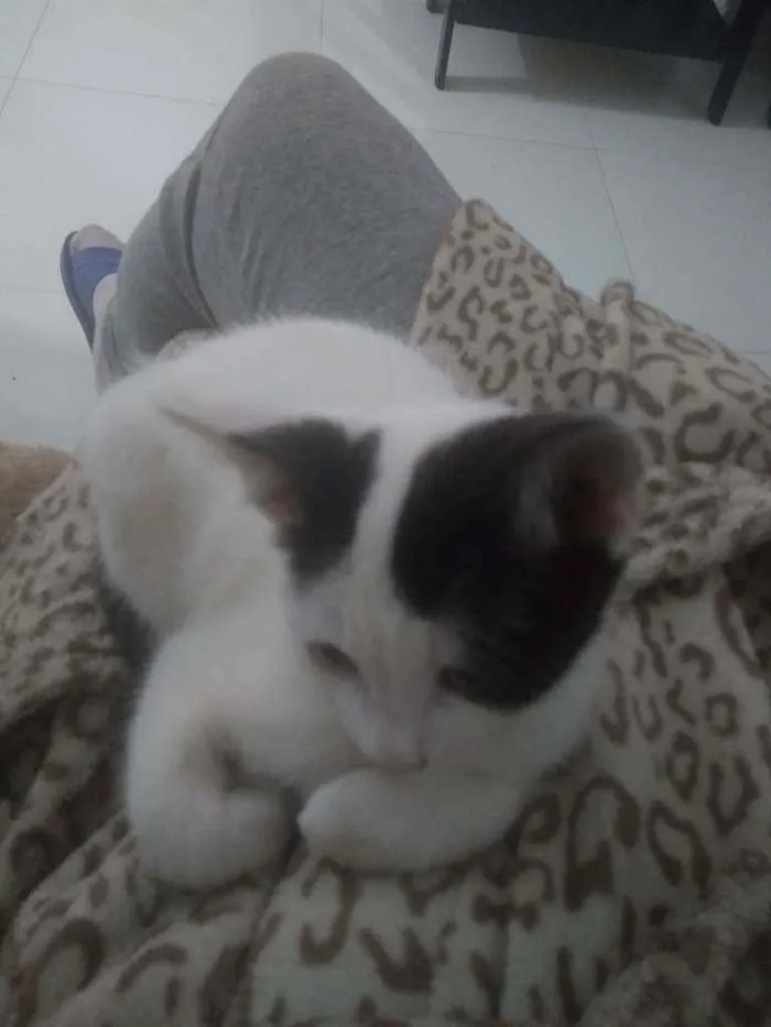 Gato ra a Não são de raça idade 2 a 6 meses nome Não coloquei ainda