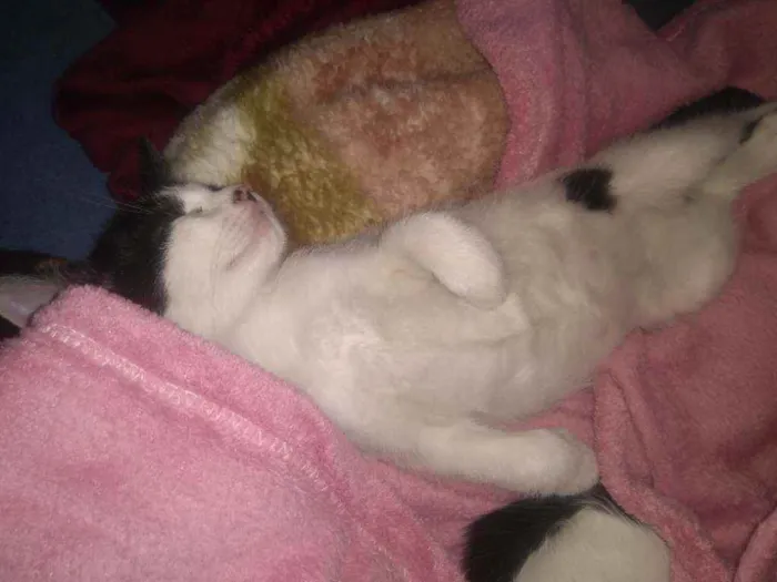 Gato ra a Não são de raça idade 2 a 6 meses nome Não coloquei ainda