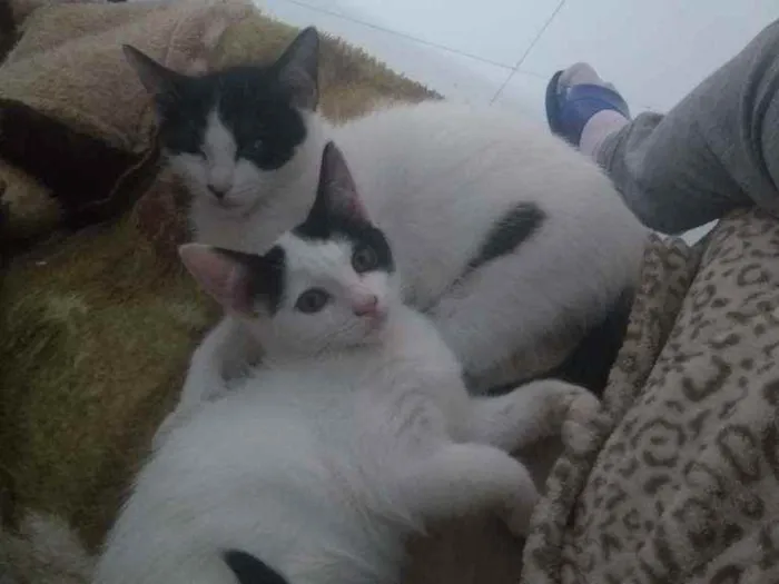 Gato ra a Não são de raça idade 2 a 6 meses nome Não coloquei ainda