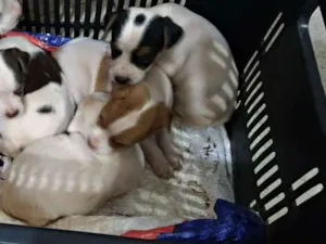 Cachorro raça indefinida idade Abaixo de 2 meses nome sem nome