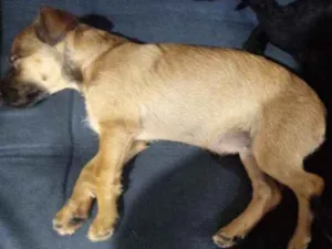 Cachorro raça Poodu misturado idade 2 a 6 meses nome Feijão e Nina
