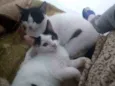Não coloquei ainda