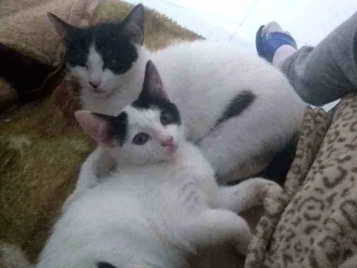 Gato ra a Não são de raça idade 2 a 6 meses nome Não coloquei ainda