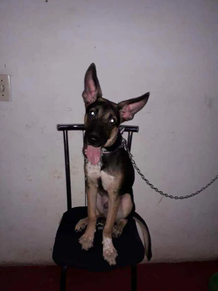 Cachorro ra a Pastor alemão/vira lata idade 2 a 6 meses nome Dom